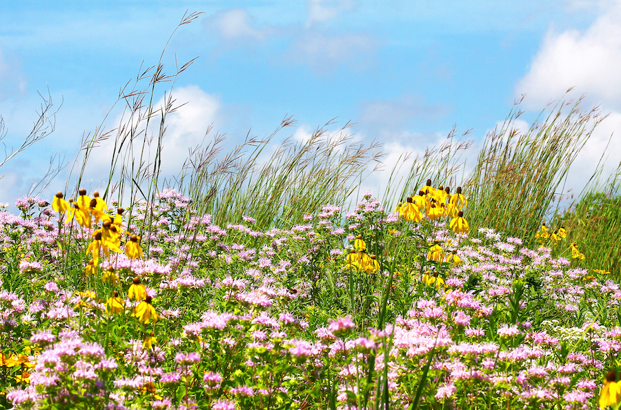 A field of springtime flowers of pink, yellow, and green against a blue sky